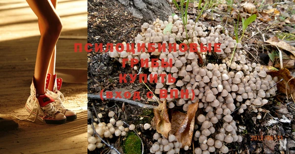 PSILOCYBIN Сосновый Бор